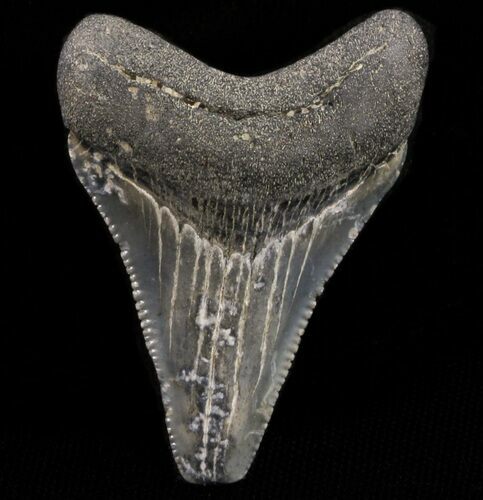 Chubutensis Tooth From Virgina - Megalodon Ancestor #37651